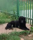 NEGÃO