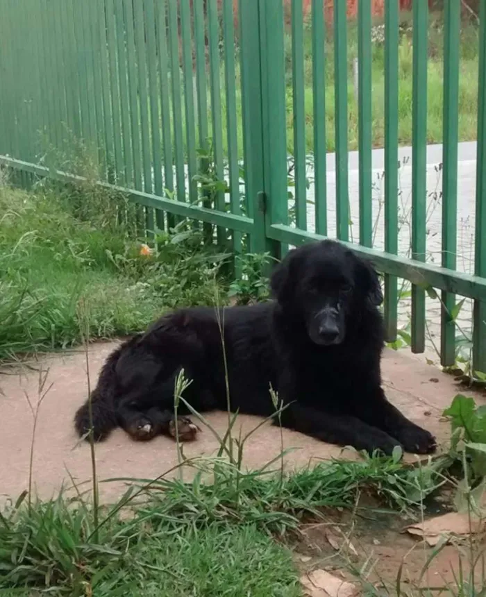 Cachorro ra a SRD idade 5 anos nome NEGÃO