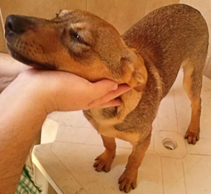 Cachorro ra a SRD idade 7 a 11 meses nome Tufão