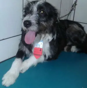 Cachorro raça SRD idade 1 ano nome Nstor
