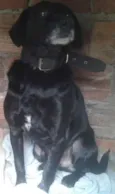 spud