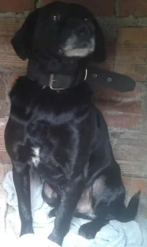 Cachorro raça SRD idade 1 ano nome spud