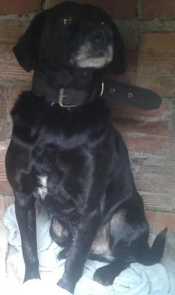 Cachorro ra a SRD idade 1 ano nome spud