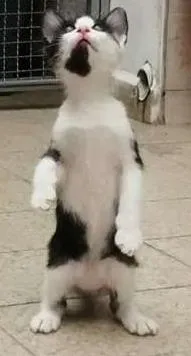 Gato ra a SRD idade 2 a 6 meses nome Frajola