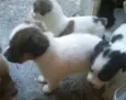 Galera