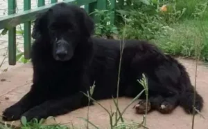 Cachorro raça SRD idade 5 anos nome NEGÃO