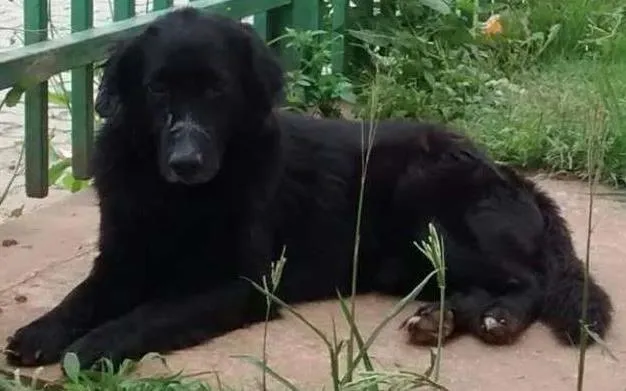 Cachorro ra a SRD idade 5 anos nome NEGÃO
