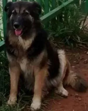 Cachorro raça SRD idade 5 anos nome Flor