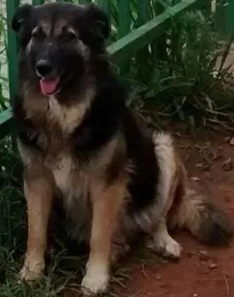 Cachorro ra a SRD idade 5 anos nome Flor