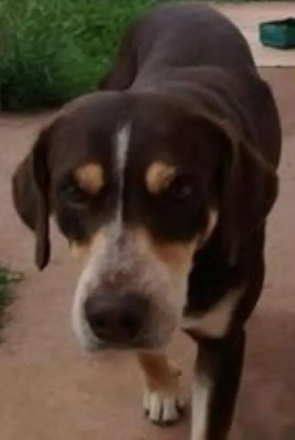 Cachorro ra a SRD idade 1 ano nome Marley