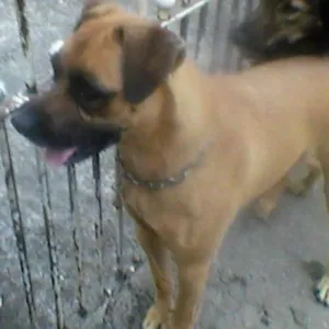 Cachorro raça boxer/rotweller idade 6 ou mais anos nome dandara