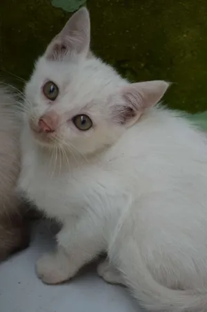 Gato raça SRD idade 2 a 6 meses nome Mingau