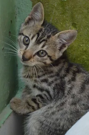 Gato raça SRD idade 2 a 6 meses nome Sushi