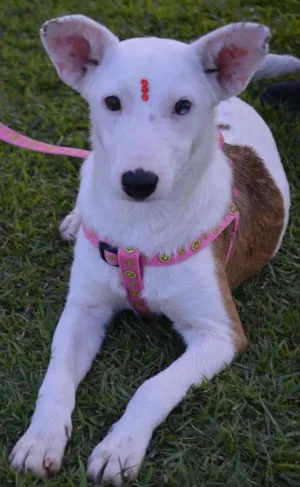 Cachorro raça SRD idade 7 a 11 meses nome Dama