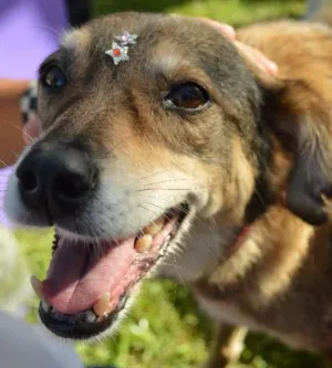 Cachorro raça SRD idade 6 ou mais anos nome Docinho