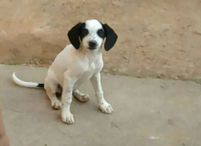 Cachorro raça vira lata  idade 2 a 6 meses nome scoob