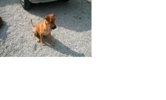 Cachorro ra a vira -lata  idade 2 a 6 meses nome P