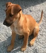 Cachorro ra a vira -lata  idade 2 a 6 meses nome P