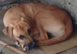 Cachorro raça Labrador idade 7 a 11 meses nome Mel