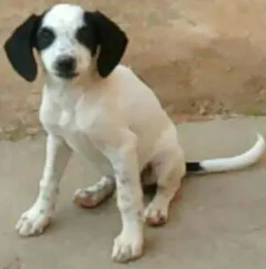 Cachorro raça vira lata  idade 2 a 6 meses nome scoob