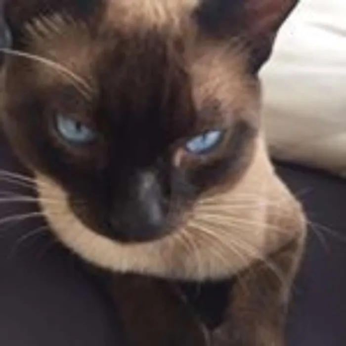 Gato ra a Siamês idade  nome Sem nome