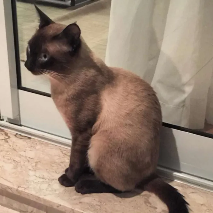 Gato ra a Siamês idade  nome Sem nome