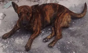 Cachorro raça  pinscher com basset idade 1 ano nome Bidu