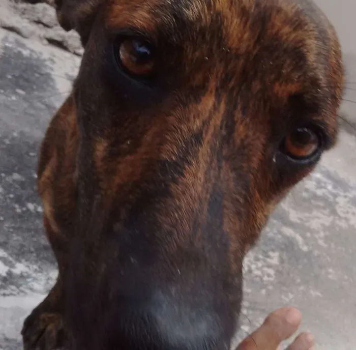 Cachorro raça  pinscher com basset idade 1 ano nome Bidu