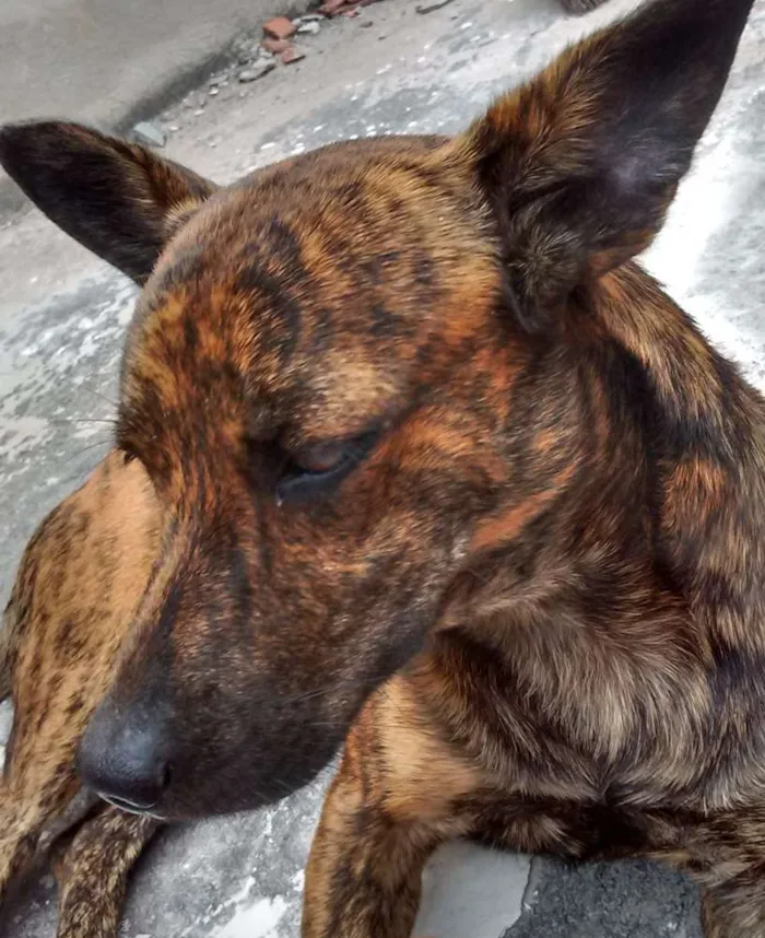 Cachorro raça  pinscher com basset idade 1 ano nome Bidu