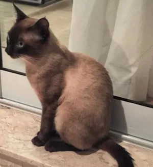 Gato raça Siamês idade  nome Sem nome