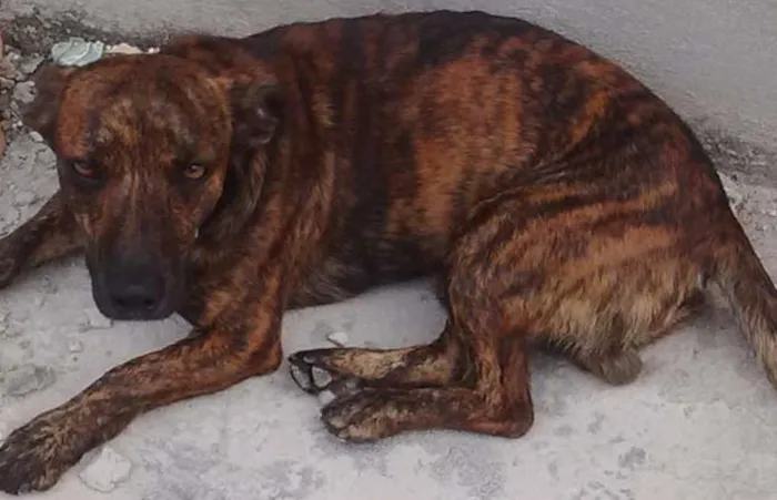 Cachorro raça  pinscher com basset idade 1 ano nome Bidu