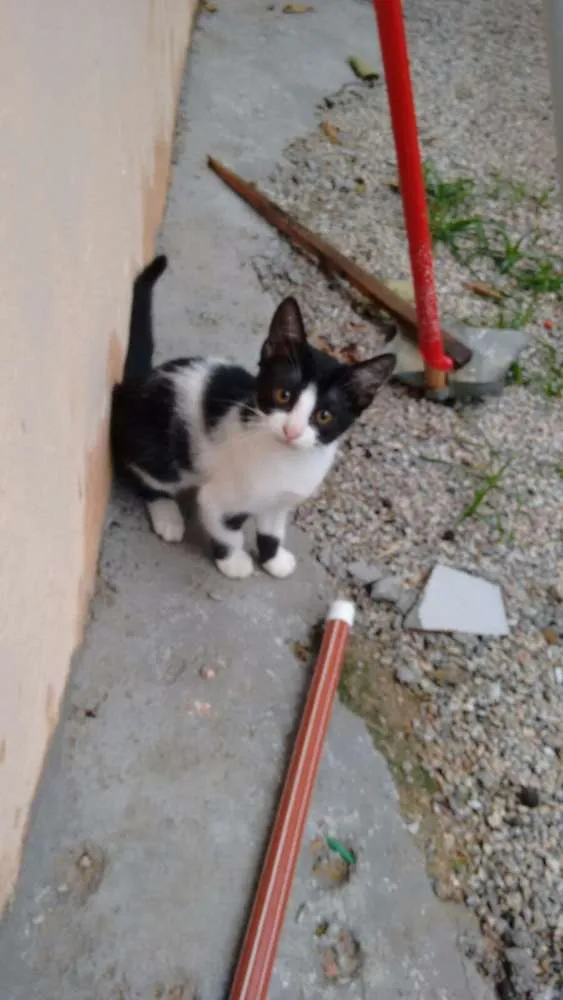 Gato ra a vira idade 2 a 6 meses nome Chucrut