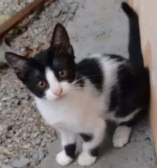 Gato ra a vira idade 2 a 6 meses nome Chucrut
