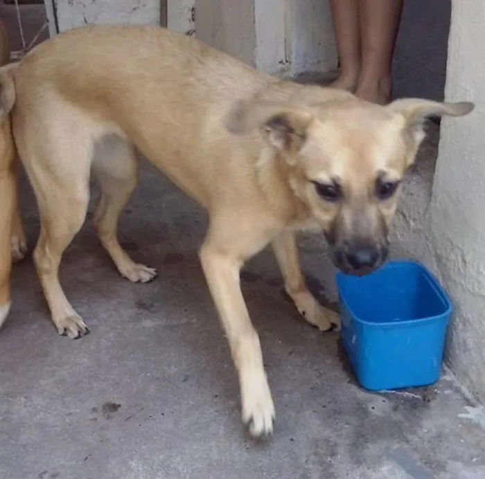 Cachorro ra a SRD idade  nome Cadelinha
