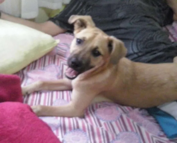 Cachorro ra a SRD idade  nome Cadelinha
