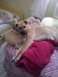 Cadelinha