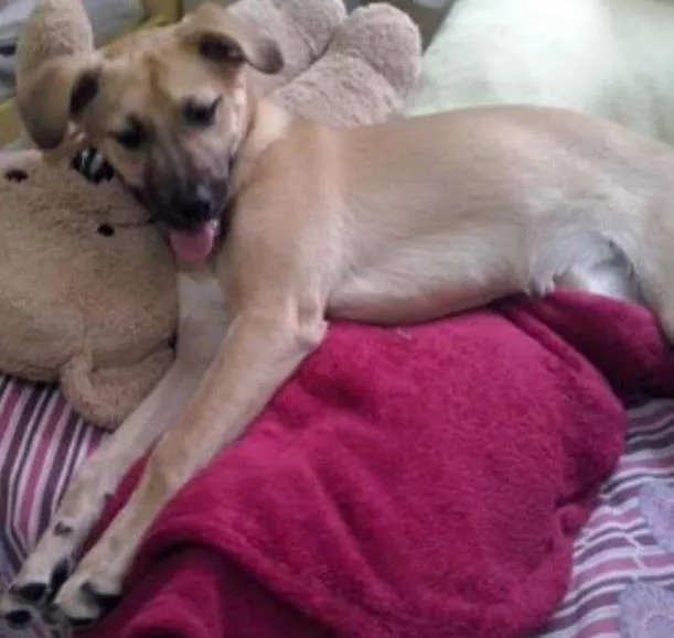 Cachorro ra a SRD idade  nome Cadelinha
