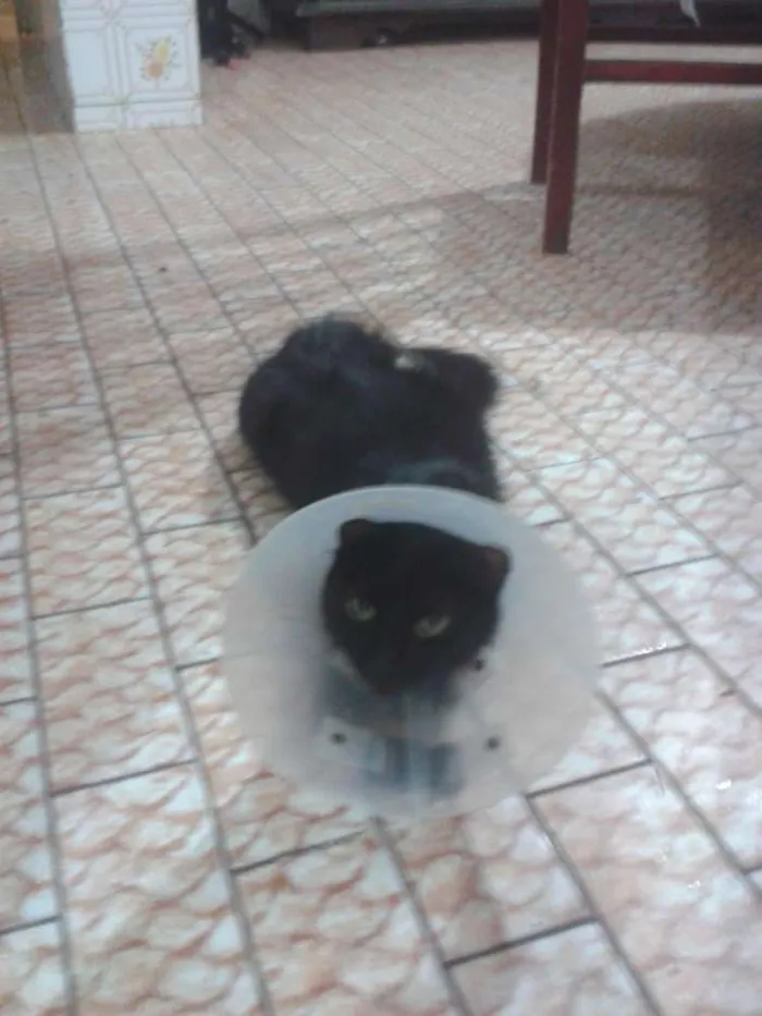 Gato raça Srd idade 1 ano nome Maya