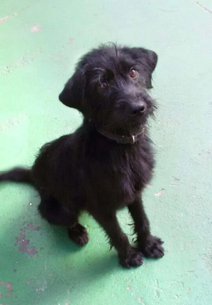 Cachorro ra a Viralata idade 1 ano nome Pretinho