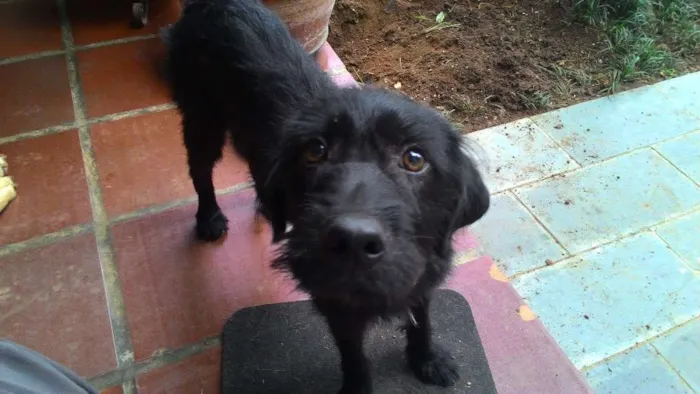 Cachorro ra a Viralata idade 1 ano nome Pretinho