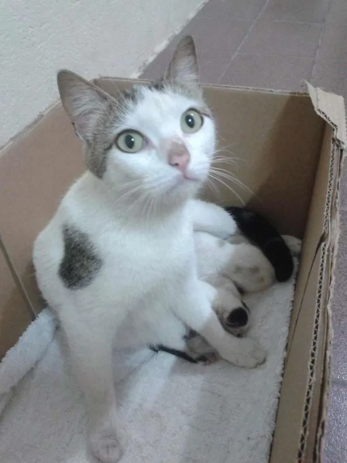 Gato ra a  idade 2 a 6 meses nome Petra