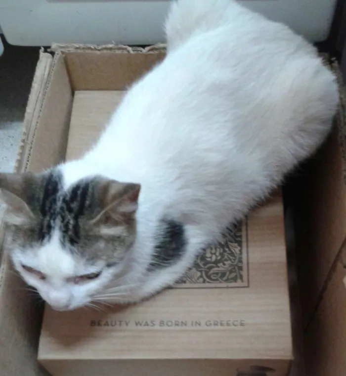 Gato ra a  idade 2 a 6 meses nome Petra