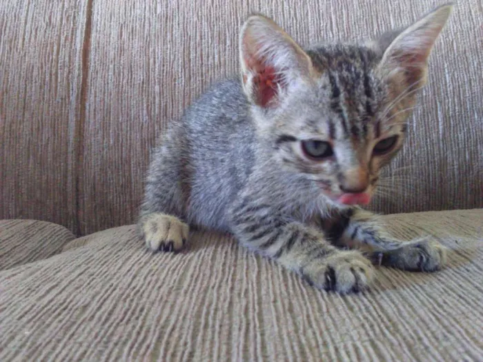 Gato raça Sem raça definida  idade 2 a 6 meses nome (Não possui nome )
