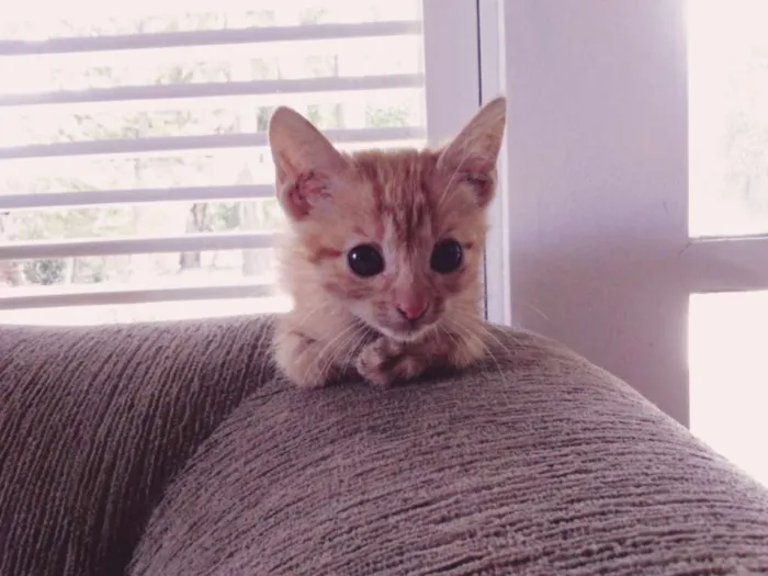 Gato raça Sem raça definida  idade 2 a 6 meses nome (Não possui nome )