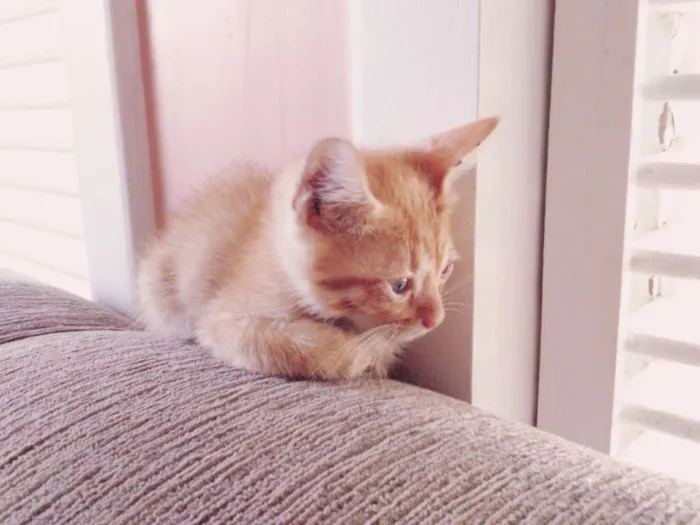 Gato raça Sem raça definida  idade 2 a 6 meses nome (Não possui nome )