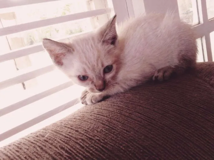 Gato raça Sem raça definida  idade 2 a 6 meses nome (Não possui nome )