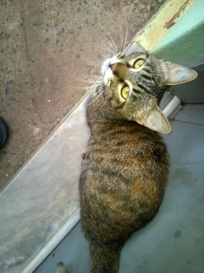 Gato ra a vira lara idade 7 a 11 meses nome sem nome