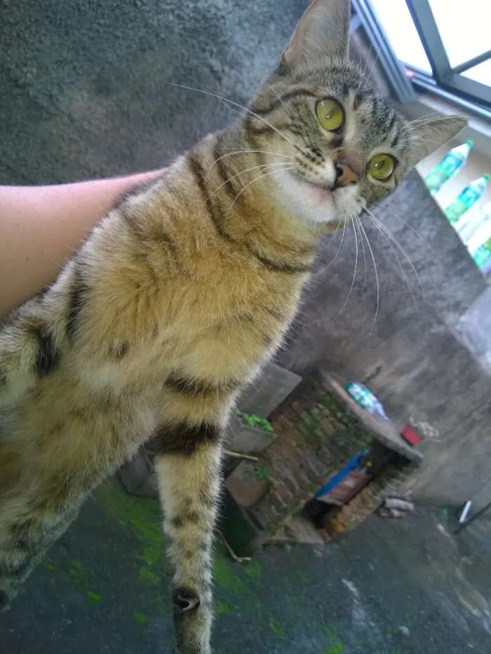 Gato ra a vira lara idade 7 a 11 meses nome sem nome
