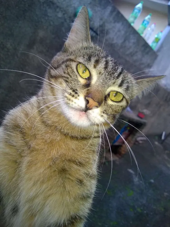 Gato ra a vira lara idade 7 a 11 meses nome sem nome