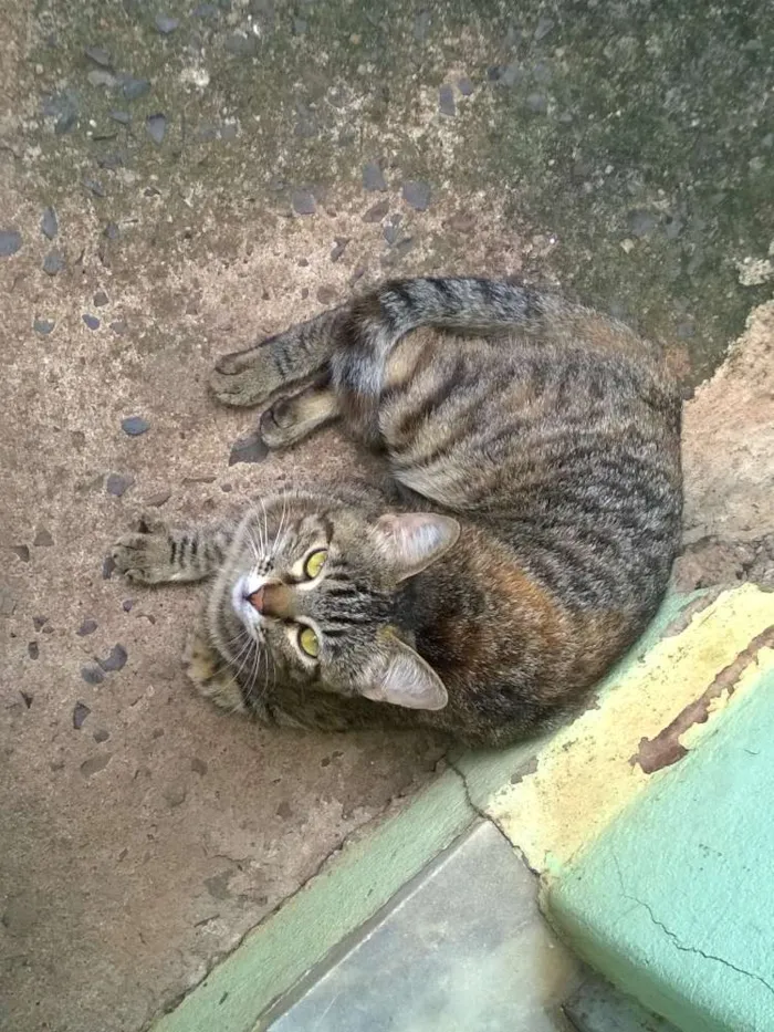 Gato ra a vira lara idade 7 a 11 meses nome sem nome